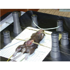 CD+實(shí)驗(yàn)室小動(dòng)物手術(shù)臺(tái) ( CD+ Small Animal Surgery Board)